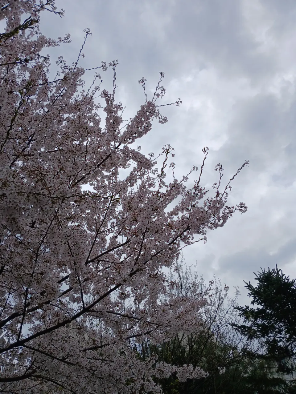Công viên/đường hoa anh đào ở Công Đức, Gyeongui-supgil 🌸 - 464-1 Gongdeok-dong, Seoul