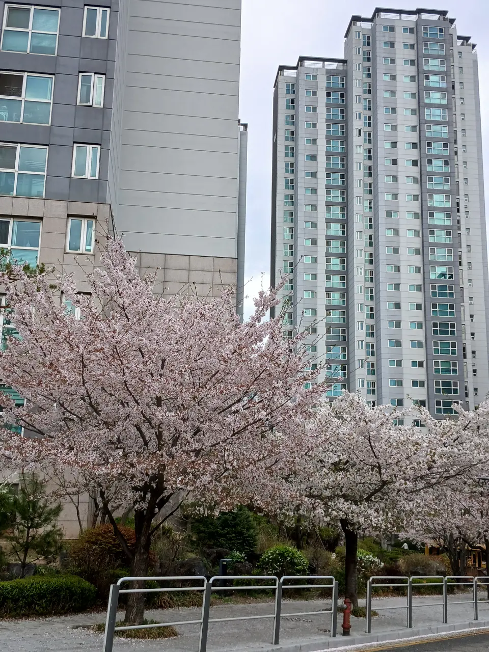 Công viên/đường hoa anh đào ở Công Đức, Gyeongui-supgil 🌸 - 788 Ahyeon-dong, Seoul