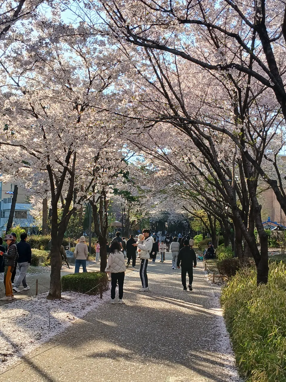 Công viên/đường hoa anh đào ở Công Đức, Gyeongui-supgil 🌸 - 157-23 염리동, Seoul