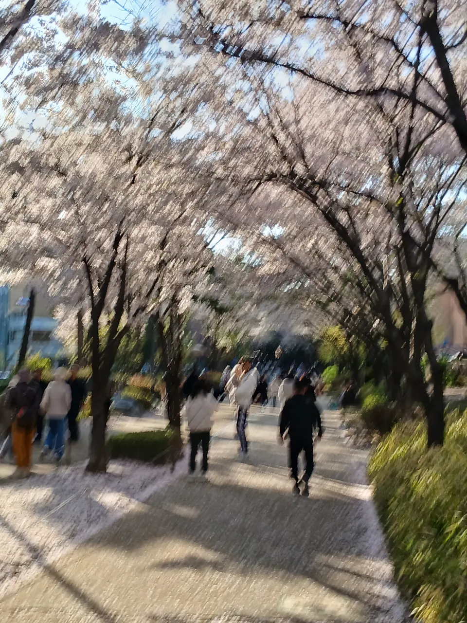 Công viên/đường hoa anh đào ở Công Đức, Gyeongui-supgil 🌸 - 157-23 염리동, Seoul