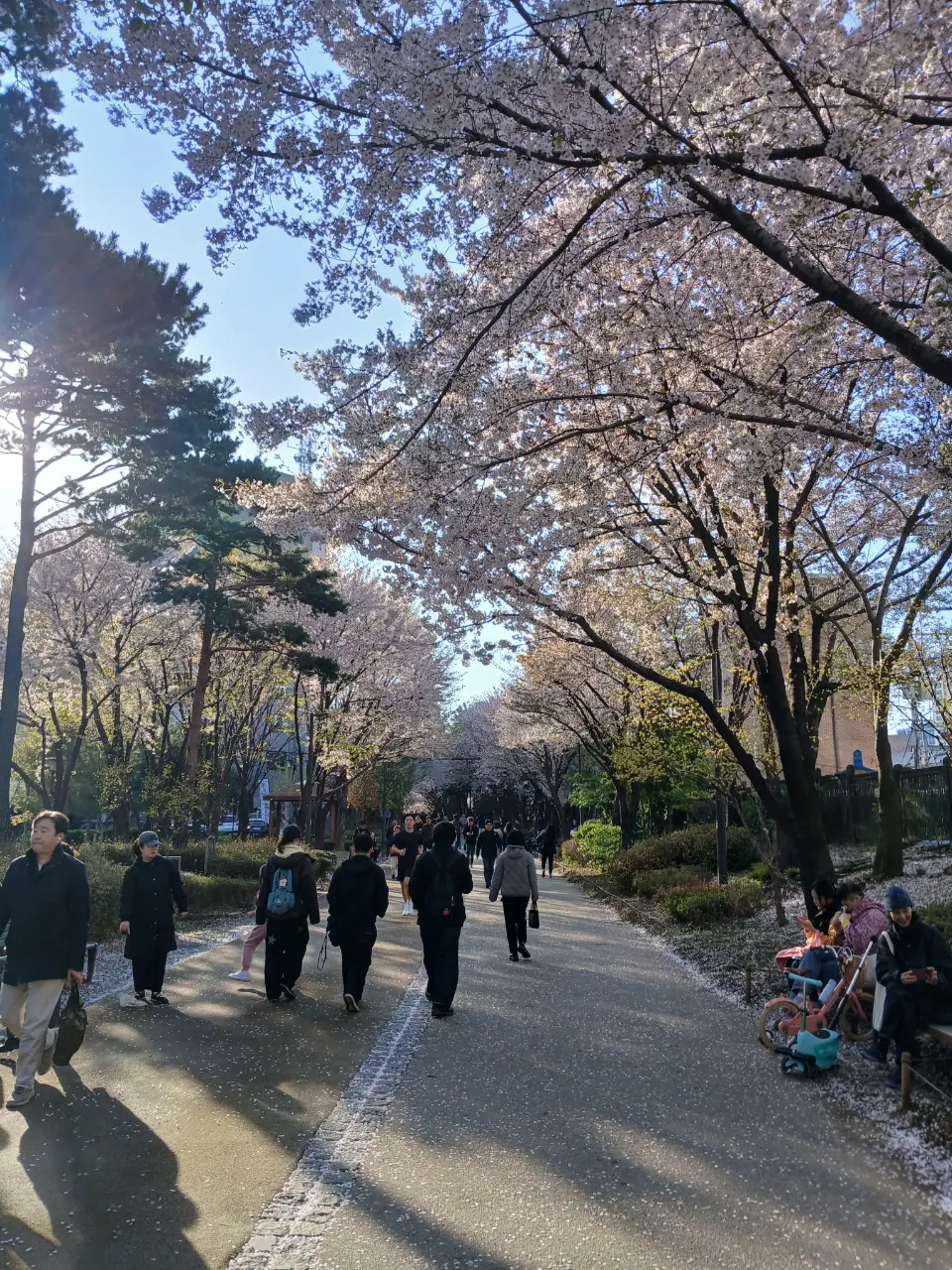 Công viên/đường hoa anh đào ở Công Đức, Gyeongui-supgil 🌸 - 106-2 Yeomni-dong, Seoul
