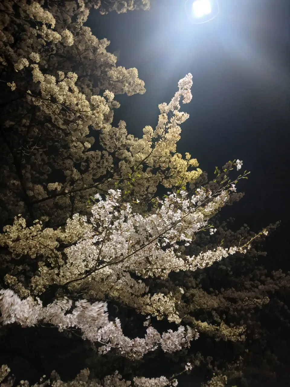 延南洞樱花约会 - 150-8 Deungchon-dong, Seoul