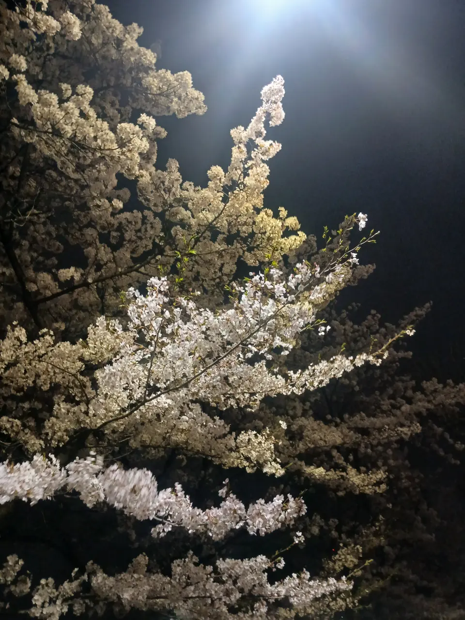 延南洞樱花约会 - 150-8 Deungchon-dong, Seoul
