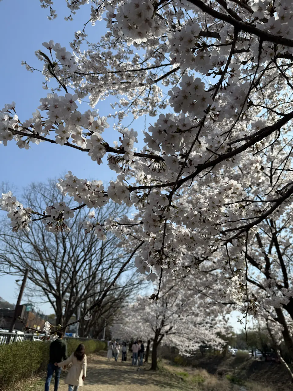 果川赛马公园樱花约会 - 178-4 Gwacheon-dong, Gwacheon-si