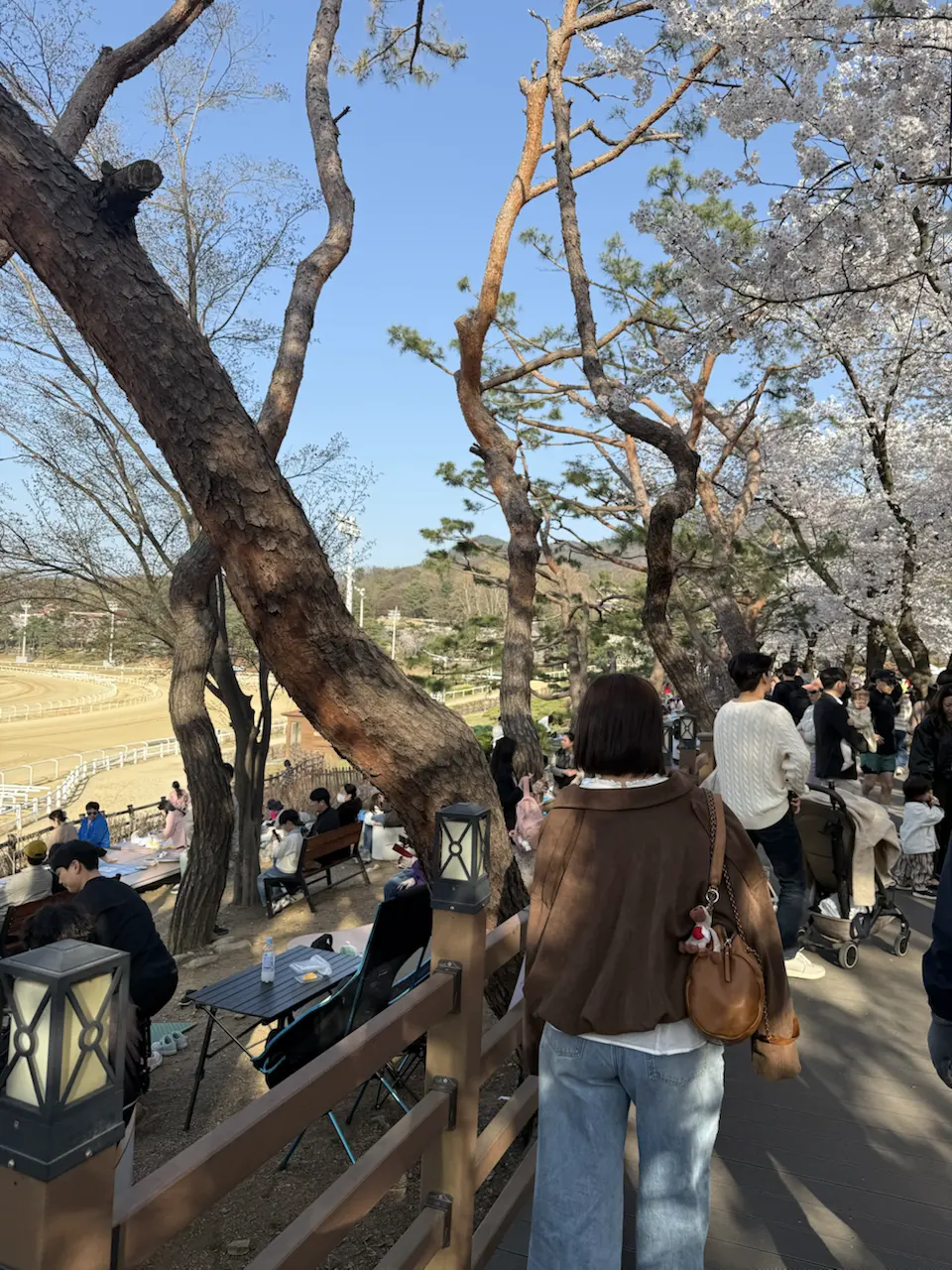 果川赛马公园樱花约会 - 685-56 Juam-dong, Gwacheon-si
