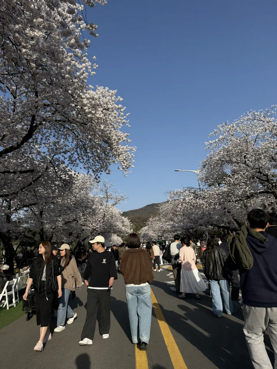 果川赛马公园樱花约会 - 685-55 Juam-dong, Gwacheon-si