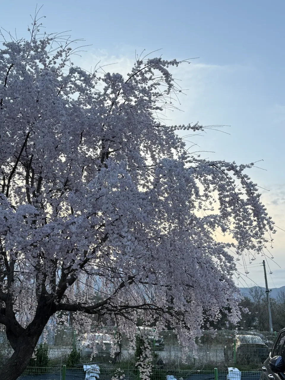 果川赛马公园樱花约会 - 644-4 Gwacheon-dong, Gwacheon-si
