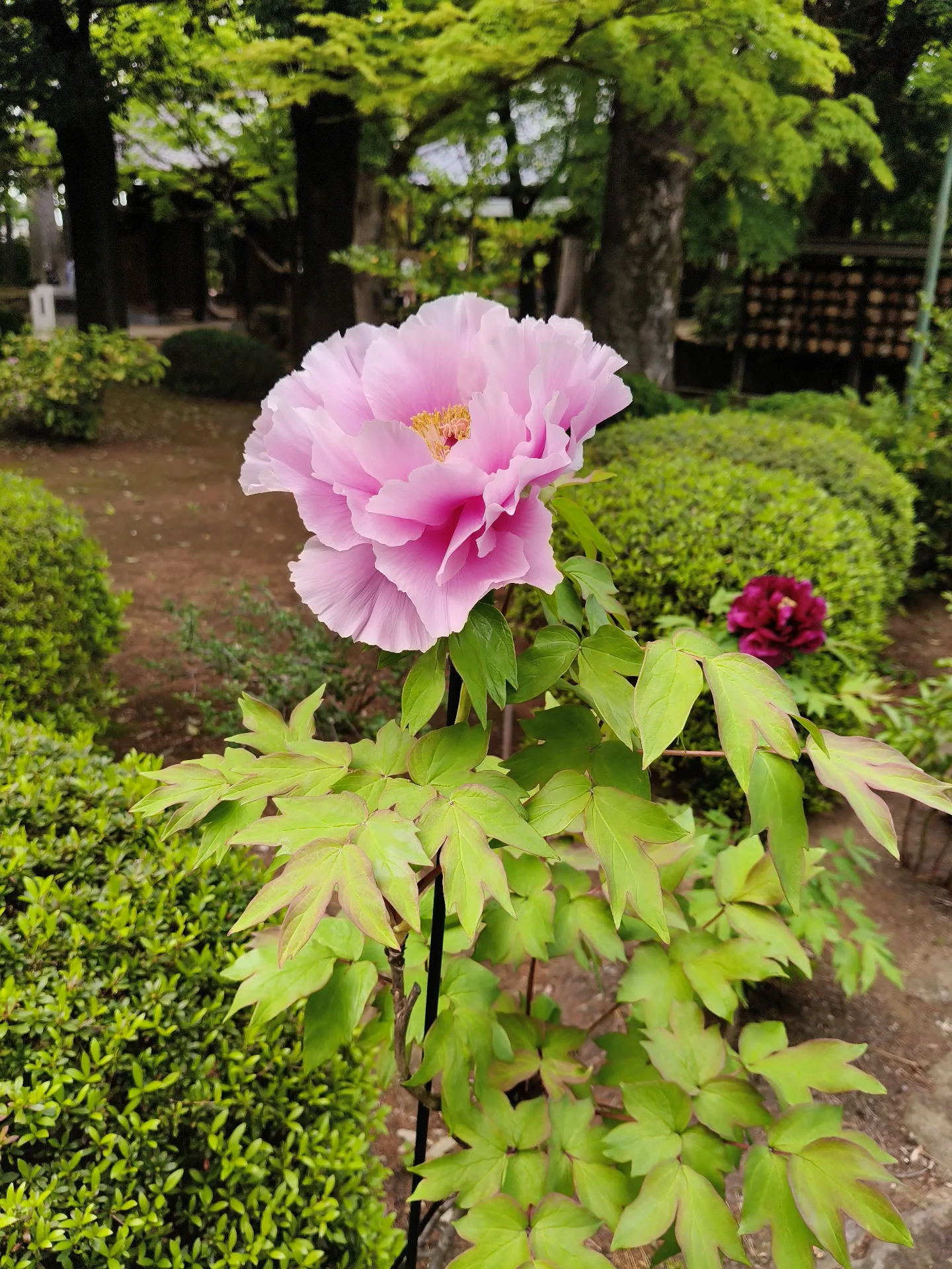Japan 2026 - Setagaya City/Japan